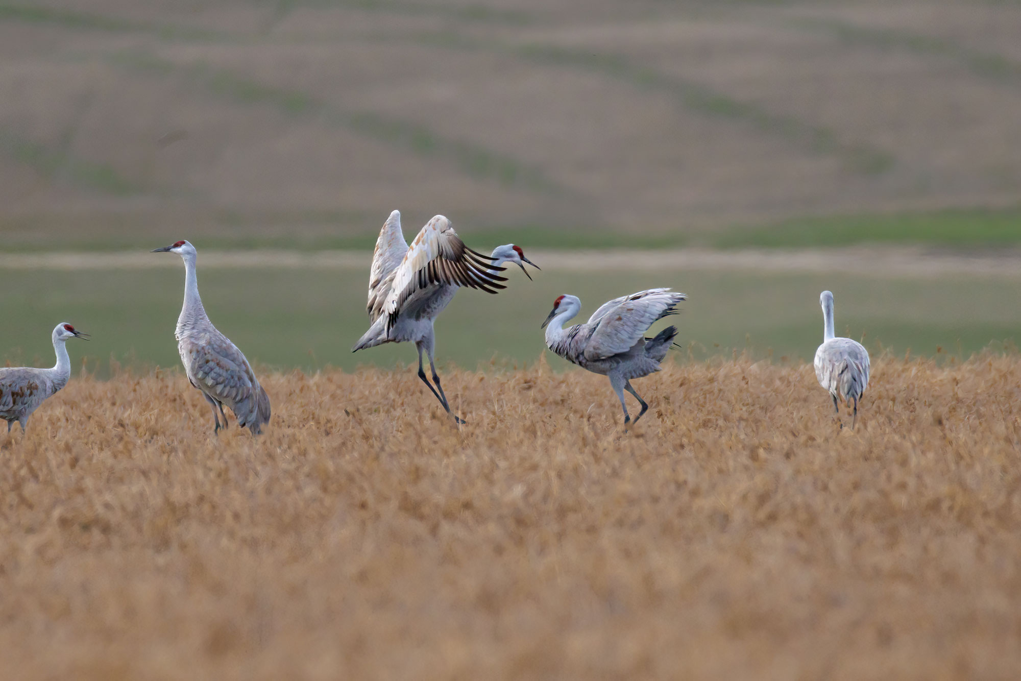 Sandhill Cranes passionate dance