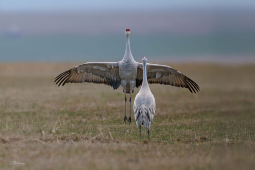 The Love Dance Sandhill Cranes