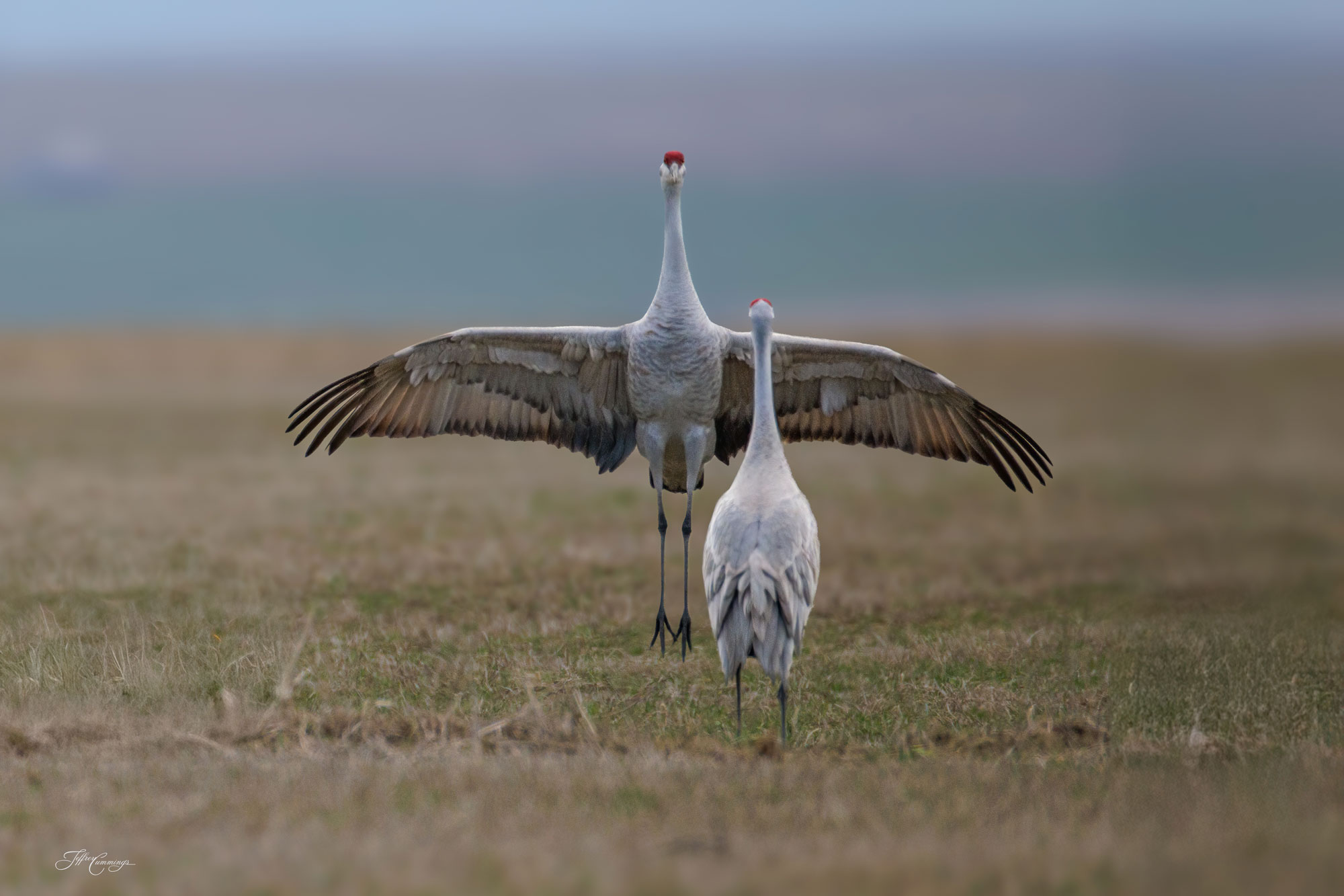 The Love Dance Sandhill Cranes