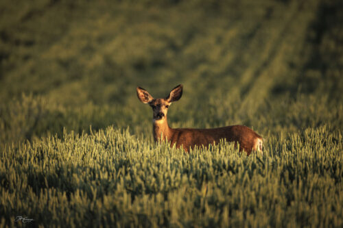 Mule Deer in Grain Field