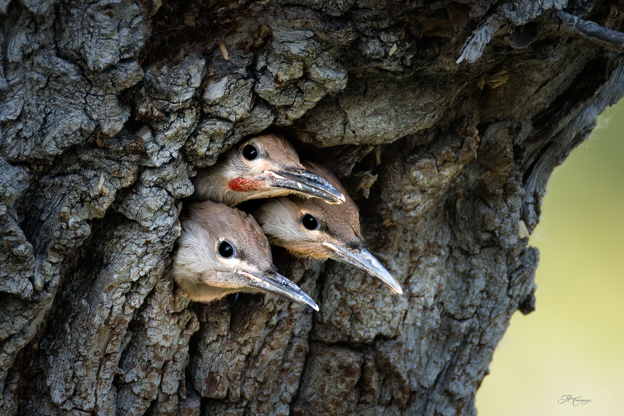 Northern Flicker Chicks in nest