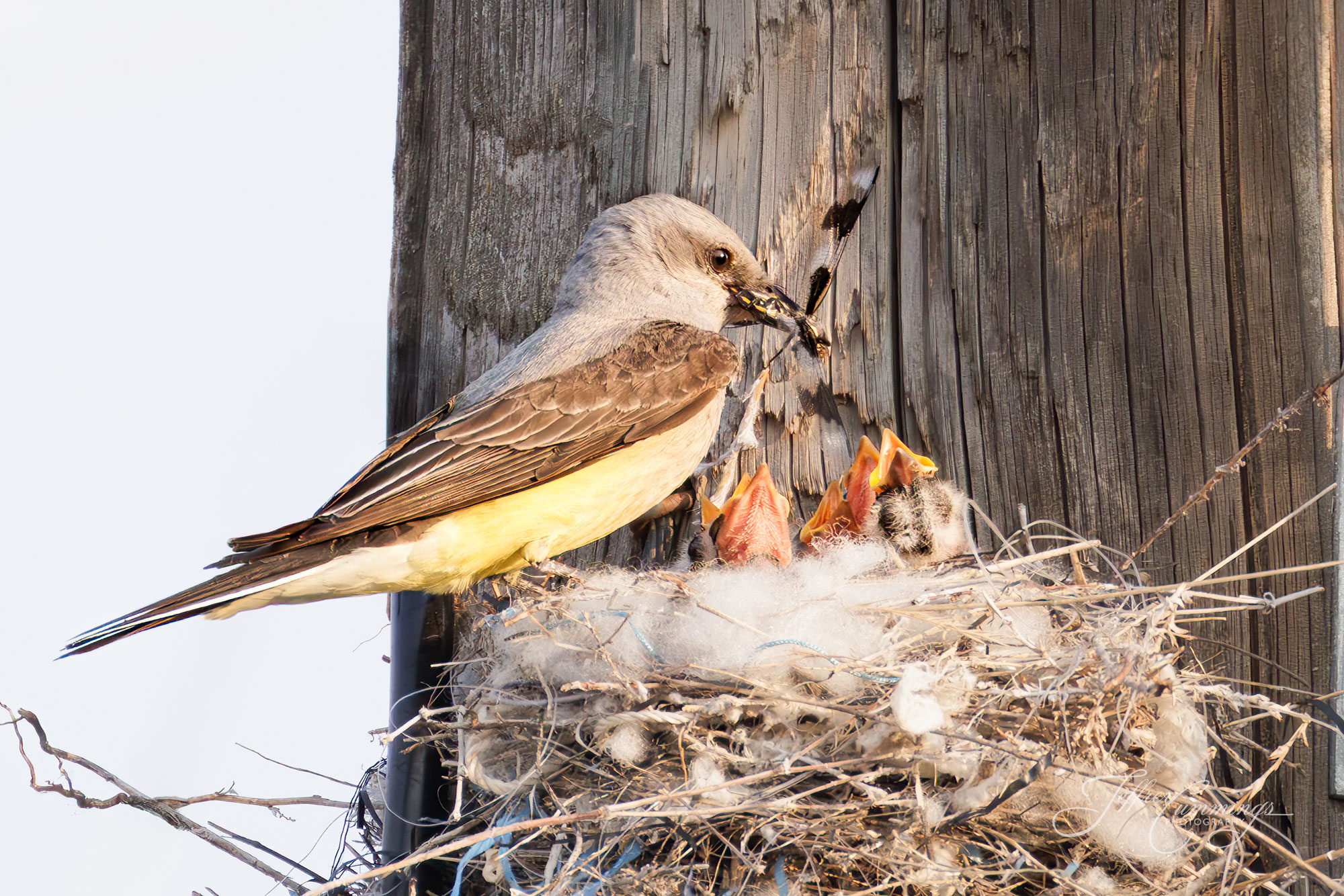 Western Kingbird