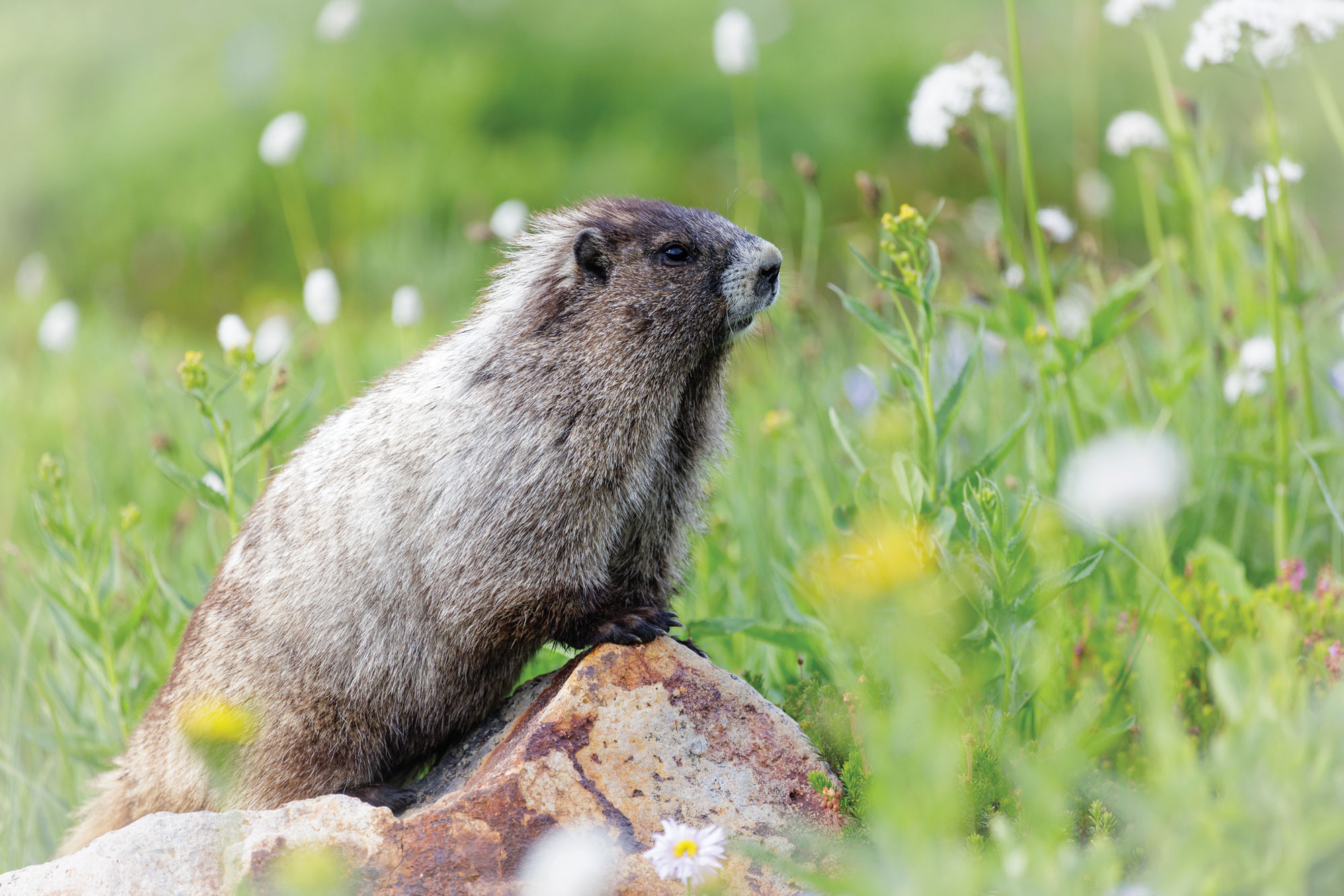 Marmot